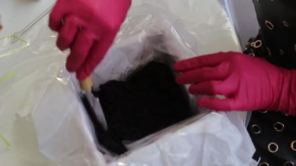 Woman Red Rubber Gloves Raises Ground Flower Pot — Stock Video