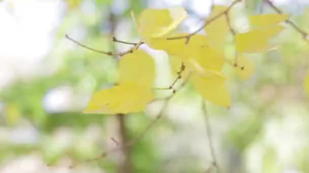 Vent Secoue Une Branche Aux Feuilles Jaunes — Video