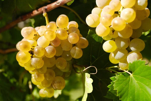 Demet, Orta Italya'nin bir üzüm üzüm