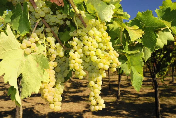 Trossen Druiven Een Wijngaard Midden Italië — Stockfoto