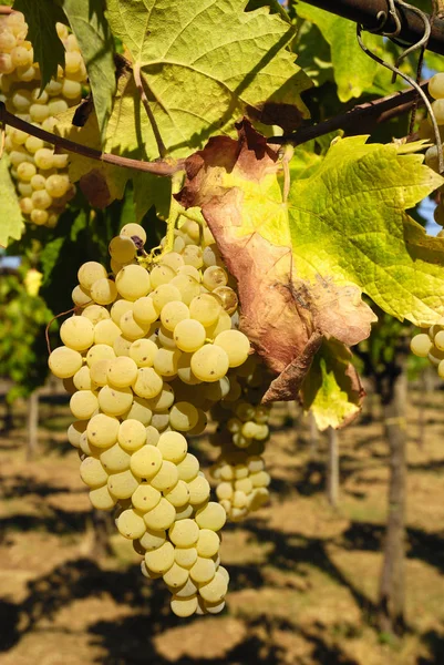 Racimos Uvas Viñedo Centro Italia — Foto de Stock