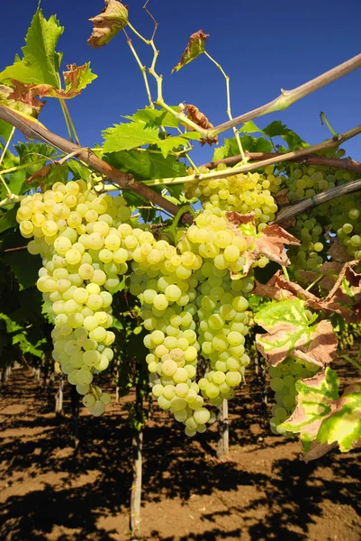 Racimos Uvas Viñedo Centro Italia — Foto de Stock