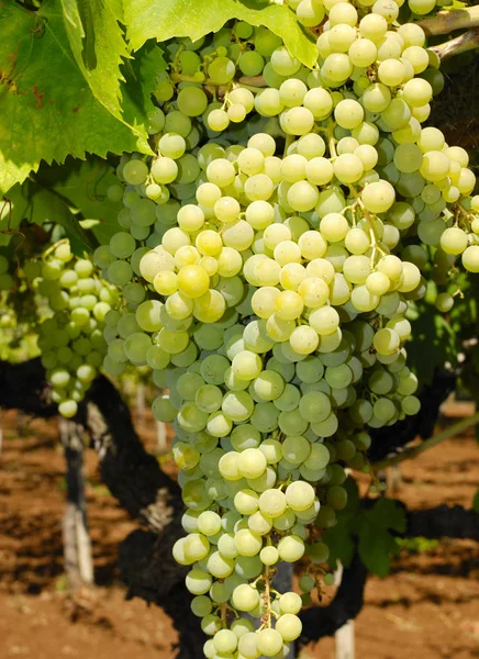 Trauben Einem Weinberg Mittelitalien — Stockfoto