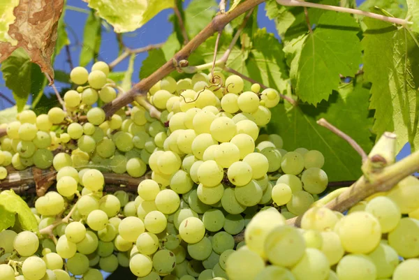 Trossen Druiven Een Wijngaard Midden Italië Stockafbeelding