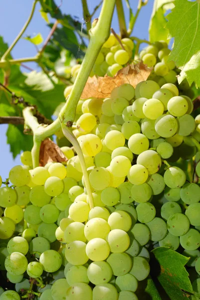 Des Grappes Raisins Dans Vignoble Italie Centrale — Photo