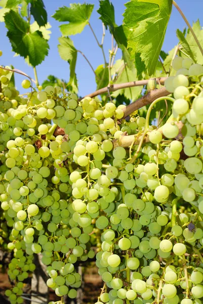 Racimos Uvas Viñedo Centro Italia — Foto de Stock