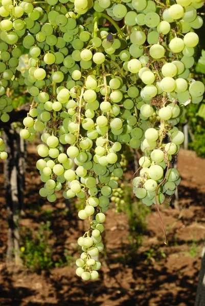 Trauben Einem Weinberg Mittelitalien — Stockfoto