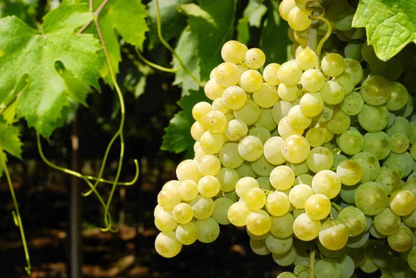 Trossen Druiven Een Wijngaard Midden Italië — Stockfoto