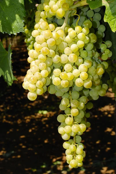 意大利中部葡萄园中的一串葡萄 — 图库照片