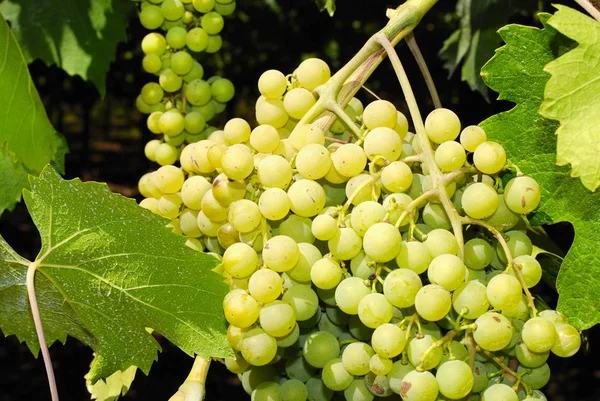 Bando Uvas Numa Vinha Centro Itália — Fotografia de Stock