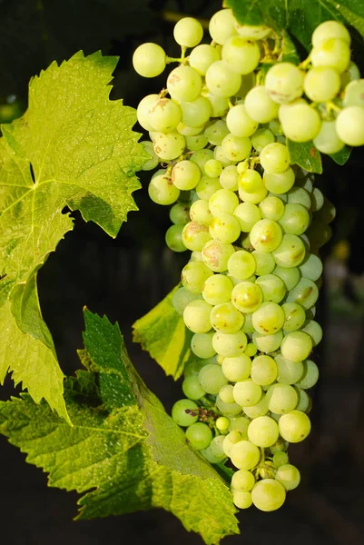 Trauben Einem Weinberg Mittelitalien — Stockfoto