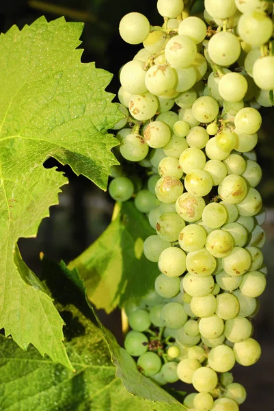 Горсть Винограда Винограднике Центральной Италии — стоковое фото