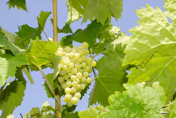 Trossen Druiven Een Wijngaard Midden Italië — Stockfoto