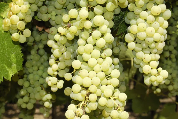 Trauben Einem Weinberg Mittelitalien — Stockfoto