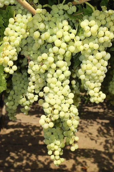 Bando Uvas Numa Vinha Centro Itália — Fotografia de Stock