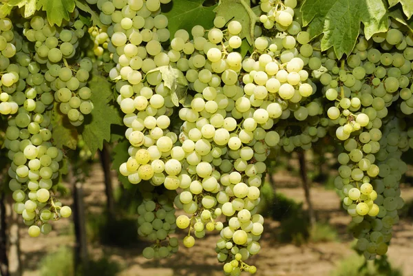 意大利中部葡萄园中的一串葡萄 — 图库照片