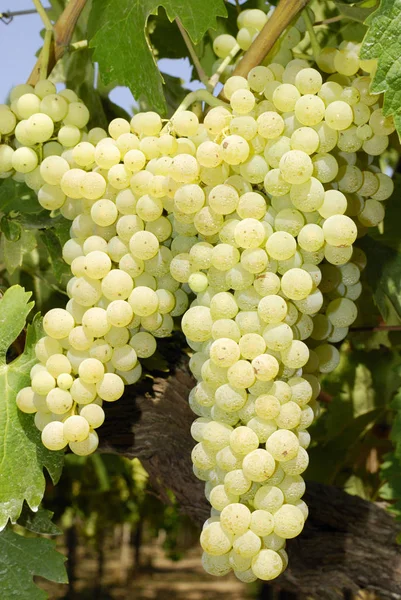 Demet, Orta Italya'nin bir üzüm üzüm