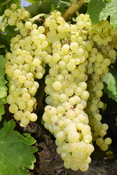 Demet, Orta Italya'nin bir üzüm üzüm