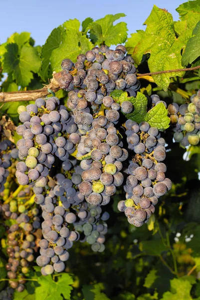 Trossen Druiven Een Wijngaard Midden Italië — Stockfoto