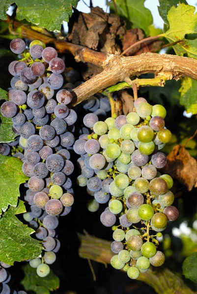 Racimos Uvas Viñedo Centro Italia — Foto de Stock