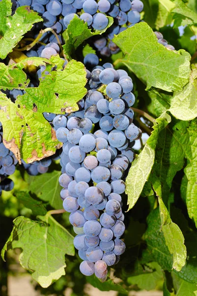 Demet, Orta Italya'nin bir üzüm üzüm