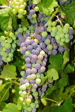 Demet, Orta Italya'nin bir üzüm üzüm