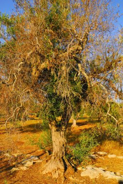 Antik zeytin ağaçları: Salento, Apulia bölgesinin Güney İtalya
