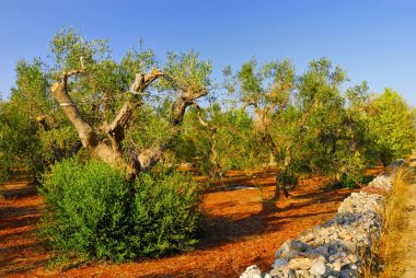 Antik zeytin ağaçları: Salento, Apulia bölgesinin Güney İtalya
