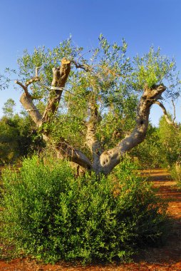 Antik zeytin ağaçları: Salento, Apulia bölgesinin Güney İtalya