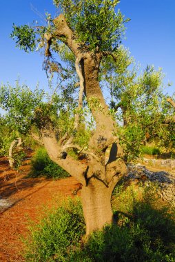 Antik zeytin ağaçları: Salento, Apulia bölgesinin Güney İtalya