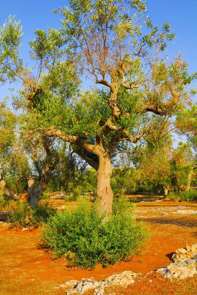 Oude Olijfbomen Van Salento Apulië Regio Zuid Italië — Stockfoto