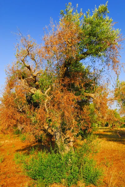 Antik zeytin ağaçları: Salento, Apulia bölgesinin Güney İtalya