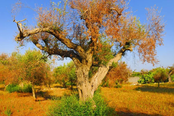 Antik zeytin ağaçları: Salento, Apulia bölgesinin Güney İtalya