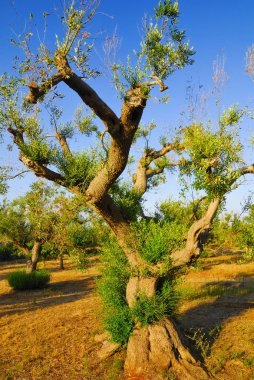 Antik zeytin ağaçları: Salento, Apulia bölgesinin Güney İtalya
