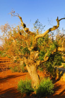 Antik zeytin ağaçları: Salento, Apulia bölgesinin Güney İtalya