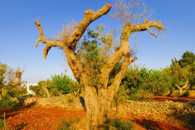 Antik zeytin ağaçları: Salento, Apulia bölgesinin Güney İtalya