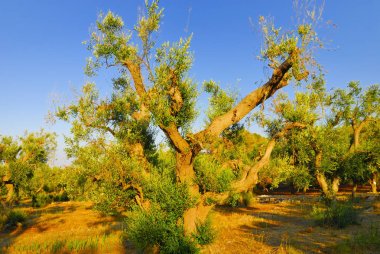 Antik zeytin ağaçları: Salento, Apulia bölgesinin Güney İtalya
