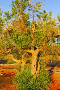 Antik zeytin ağaçları: Salento, Apulia bölgesinin Güney İtalya