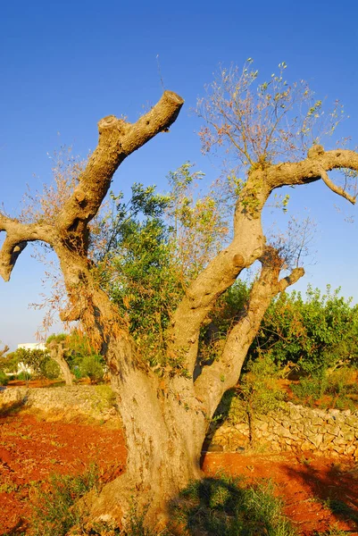 Drzewami Oliwnymi Regionu Salento Apulia Południowe Włochy — Zdjęcie stockowe