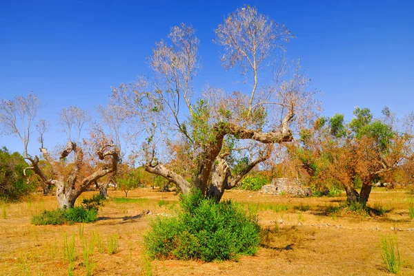 Oude Olijfbomen Van Salento Apulië Regio Zuid Italië Rechtenvrije Stockafbeeldingen