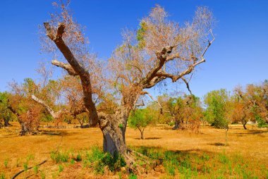 Antik zeytin ağaçları: Salento, Apulia bölgesinin Güney İtalya