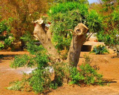 Antik zeytin ağaçları: Salento, Apulia bölgesinin Güney İtalya