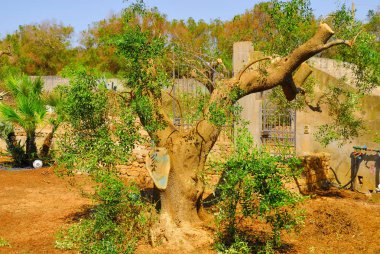 Antik zeytin ağaçları: Salento, Apulia bölgesinin Güney İtalya