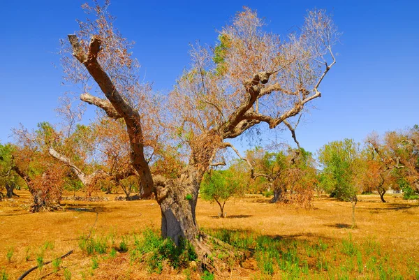 Antik zeytin ağaçları: Salento, Apulia bölgesinin Güney İtalya