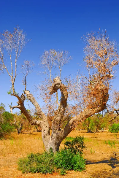 Alte Olivenbäume Des Salento Apulien Region Süditalien — Stockfoto