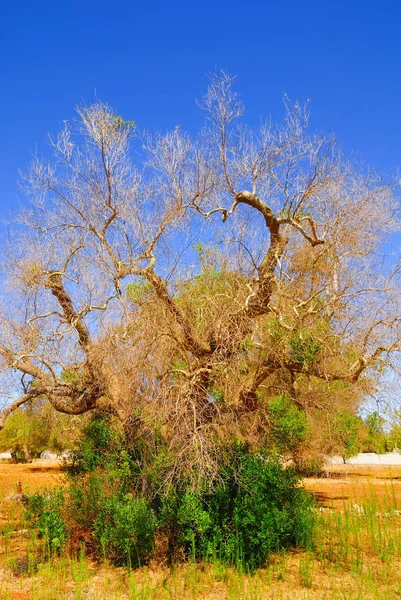 意大利南部阿普利亚地区 Salento 的古橄榄树 — 图库照片