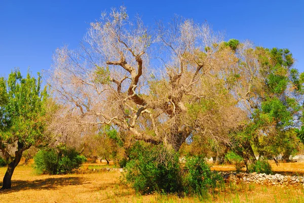 Antik zeytin ağaçları: Salento, Apulia bölgesinin Güney İtalya