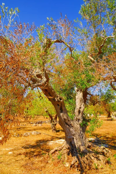 Oude Olijfbomen Van Salento Apulië Regio Zuid Italië — Stockfoto