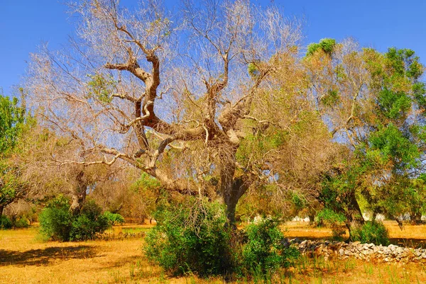 Antik zeytin ağaçları: Salento, Apulia bölgesinin Güney İtalya