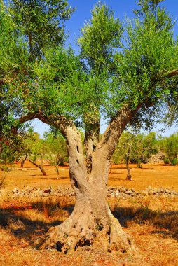 Antik zeytin ağaçları: Salento, Apulia bölgesinin Güney İtalya